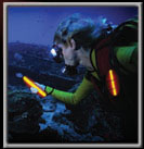 Glow Sticks Scuba